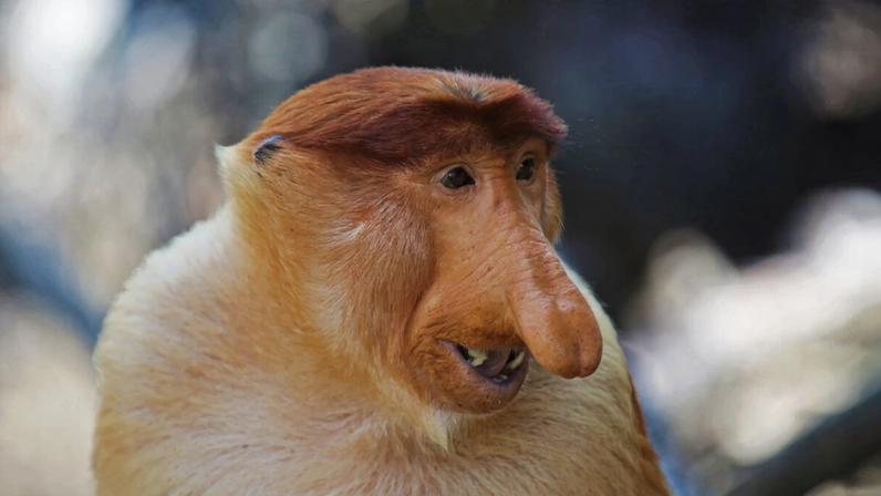 Proboscis monkeys are endemic to Borneo. They are a protected species, and it is illegal to keep, buy or sell them or their parts.