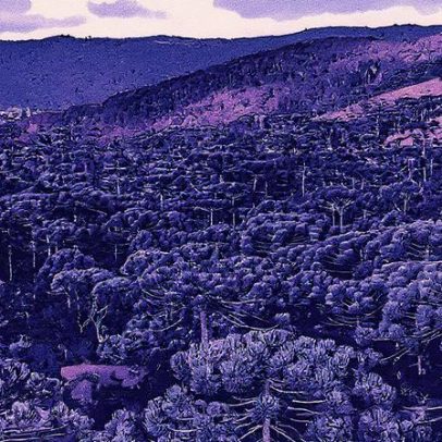 Apenas 4% das florestas de araucária permanecem no Brasil, aponta pesquisa recente
