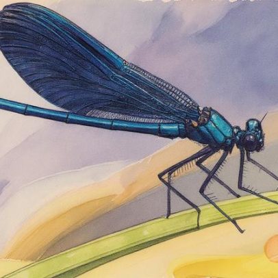 Libélula-azul se destaca e sobrevive em ambientes poluídos onde outros invertebrados falham