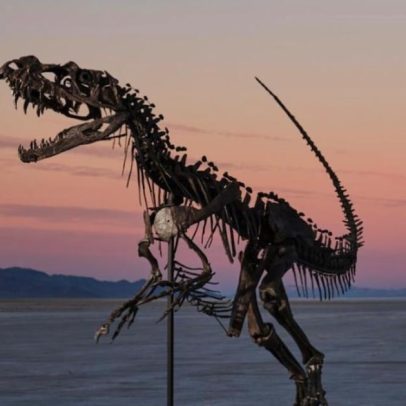 Fóssil de dinossauro pode ser leiloado por até R$ 33 milhões nos EUA