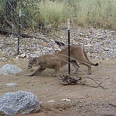 Trump propõe muro no Arizona que pode impactar migração de animais selvagens