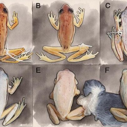 DNA antigo pode transformar a compreensão da evolução das espécies