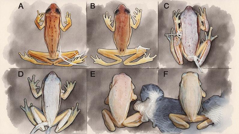 Espécime de rã preservada em museu, exibido em seis posições diferentes (Foto: Reprodução)