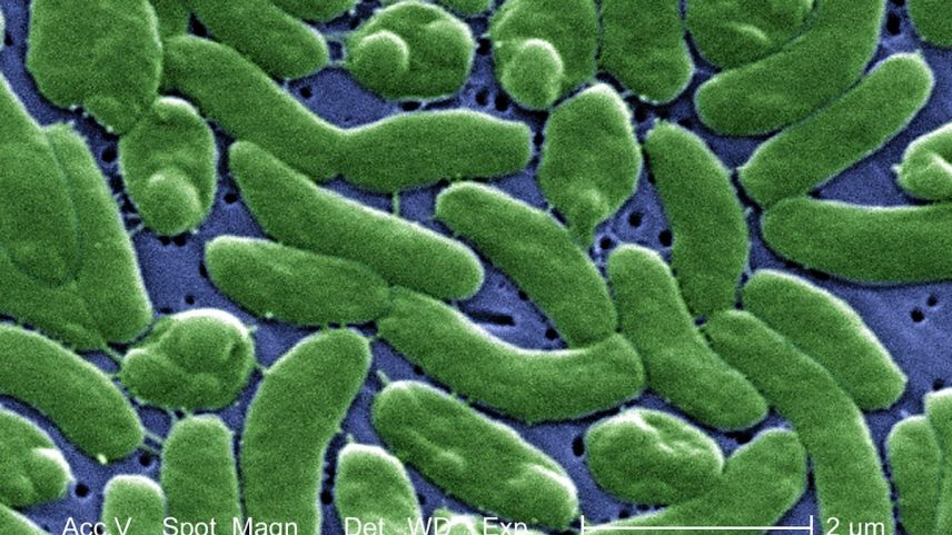 Bactérias Vibrio vulnificus — Foto: Janice Haney Carr/Centers for Disease Control and Prevention