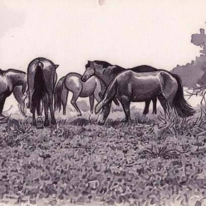 Três casos de encefalite equina venezuelana são confirmados no Amazonas