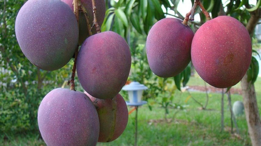 Produtores de frutas, como mangas, estão entre os mais vulneráveis a elevação de tarifa de importação pelos EUA (Foto: Reprodução)