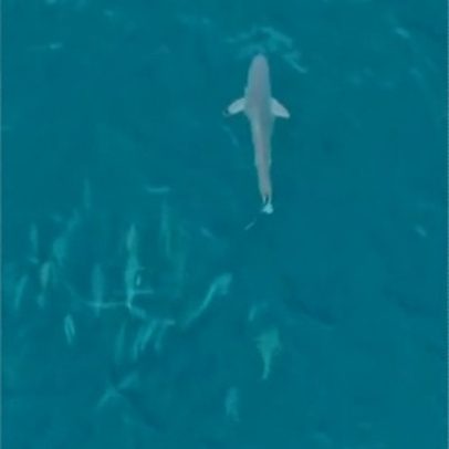 Tubarão é flagrado nadando em alto-mar em Arraial do Cabo; assista ao vídeo
