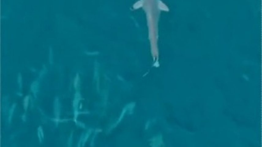 Tubarão é visto em alto-mar em Arraial do Cabo (Foto: Denis Barreto @arraialdocabo360graus)