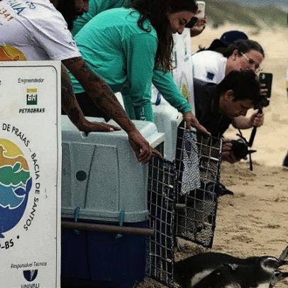 Pinguins reabilitados são soltos novamente em seu habitat natural