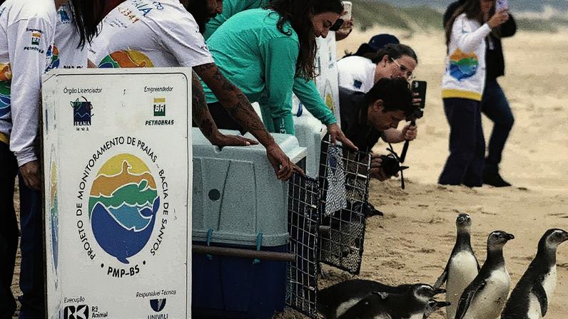SOBREVIVENTES - Evento de soltura dos pinguins: fortes e saudáveis (Foto: R3/Divulgação)