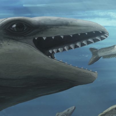 Cientistas encontram fóssil de baleia com rosto de Pokémon e mordida mortal