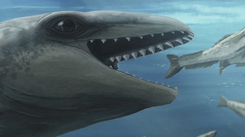 Um Janjucetus dumbardi é retratado perseguindo um peixe. (Foto: Ruairidh Duncan via AP)