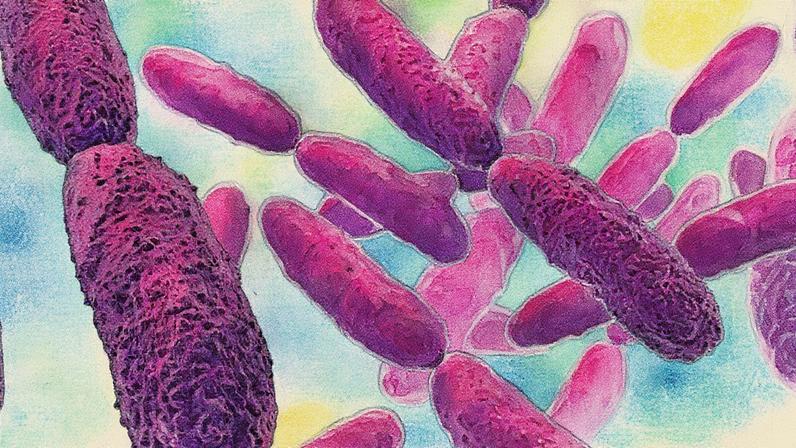 Conjunto de bactérias em formato tubular, com superfície rugosa, de cor rosa (Foto: USP Imagens)