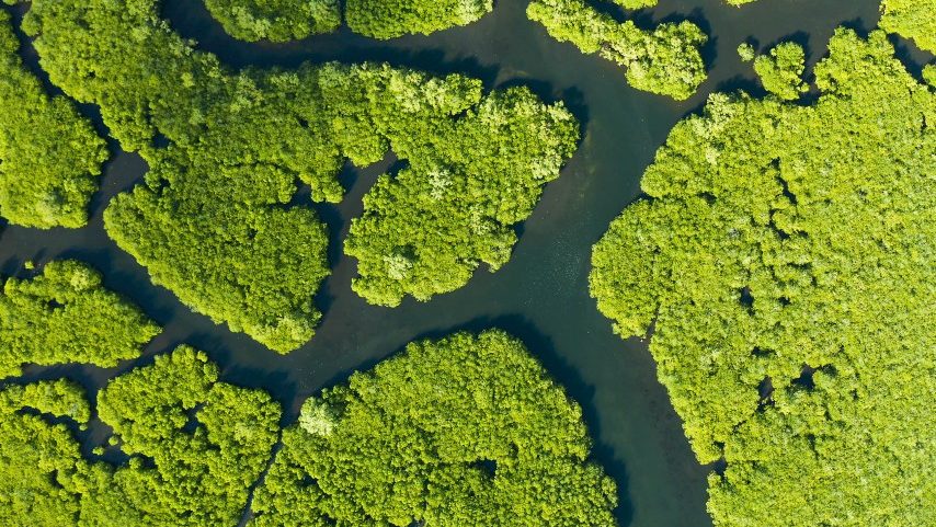 Paisagem tropical com floresta de mangue em área úmida vista de cima na ilha de Siargao, Filipinas. (Foto: Reprodução)