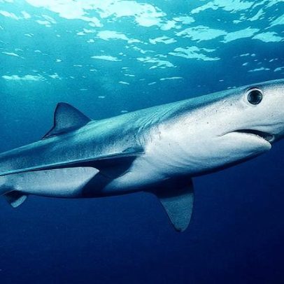 Acidificação dos oceanos afeta a saúde dental dos tubarões