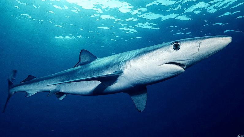 Tubarão-azul (Prionace Glauca) é considerada espécie em extinção (Foto: UFRGS/Mark Conlin/NMFS)