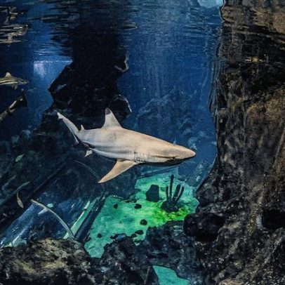 Tubarões têm dentes ameaçados pela acidificação dos oceanos