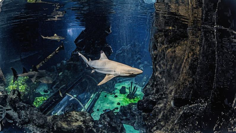 Tiburón de arrecife de puntas negras nadando en un acuario en Alemania. (Foto: Roman Müller-Böhm)