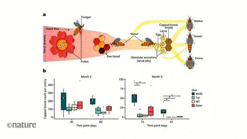 A transferência de moléculas de esteróis essenciais na colônia de abelhas melíferas apoia a produção de prole. a, Abelhas operárias adultas (Apis mellifera) coletam e consomem pólen floral, que fornece proteínas, lipídios e micronutrientes. O pólen é armazenado na colmeia como pão de abelha. As abelhas enfermeiras consomem o pão de abelha e criam geleia, que as larvas consomem e inclui esteróis necessários para o desenvolvimento. As larvas se desenvolvem em pupas e eventualmente emergem como operárias fêmeas, rainhas ou zangões (machos). b, Uma dieta enriquecida em esteróis chamada MxSt foi testada contra três dietas controle que careciam de esteróis suficientes (Tet, WT e Base) por um total de três meses. Os gráficos mostram a prole coberta (pupas) contadas por colônia em intervalos de 15 dias durante os últimos dois meses dos ensaios alimentares. (Foto: Moore, E. et al./Nature (CC BY 4.0))