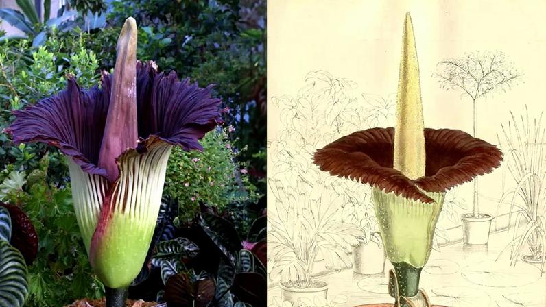 Fotografia e ilustração de uma flor-cadáver.