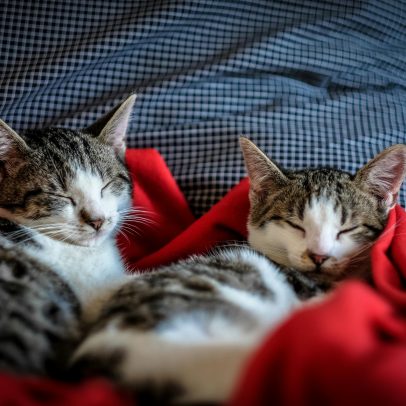 Dia Internacional do Gato: Veja alguns cuidados para melhorar a saúde e felicidade do seu felino