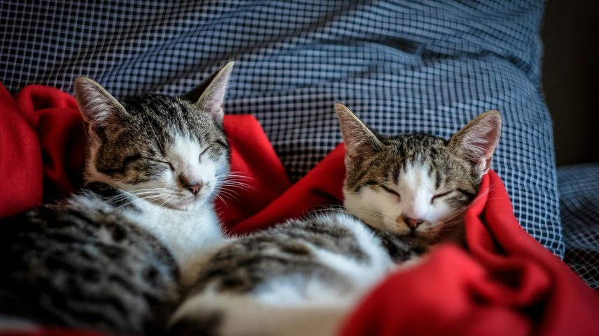 Estima-se que haja entre 600 milhões e 1 bilhão de gatos no mundo - Foto: Reprodução/Pexels