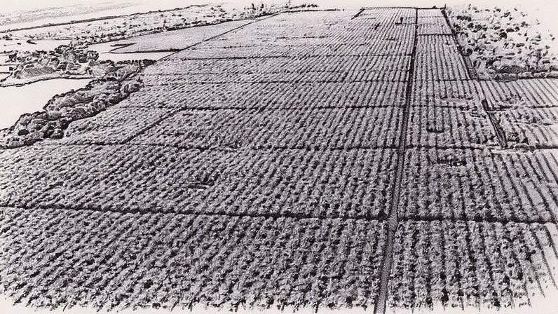Agricultura irrigada na região de Petrolina (PE), Vale do São Francisco (Foto: Divulgação/Codevasf)