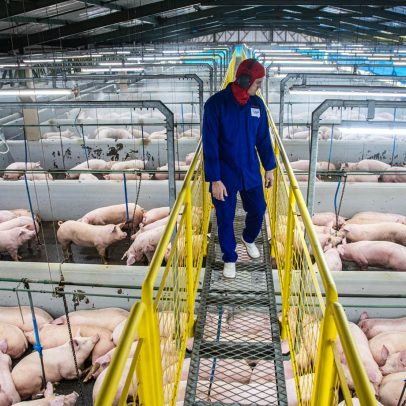 Revolução do bem-estar animal transforma a produção e o consumo de alimentos