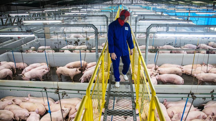 O princípio do programa de Bem-Estar Animal adotado pela Aurora Coop tem como regra basilar a tolerância zero a qualquer forma de maus-tratos (Foto: Leandro Fonseca/Exame)