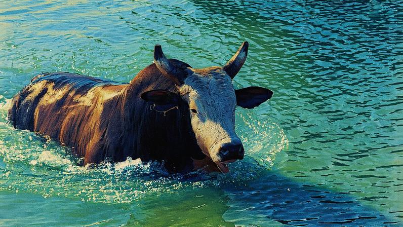 O touro Bandido, que morreu em 2009 e foi personagem da novela "América", de Glória Perez, nada em lago de fazenda em Icém (SP) (Foto: Edson Silva - 14.ago.03/Folhapress)
