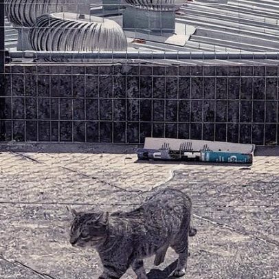 Operação resgata 40 gatos que vivem em telhado de Botafogo com armadilhas e redes