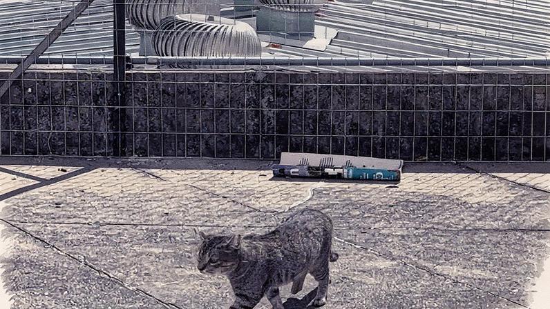 Um dos gatos da colônia em Botafogo. A operação de resgate da Secretaria de Proteção e Defesa dos Animais segue para retirar os demais felinos do telhado da loja (Foto: Divulgação)