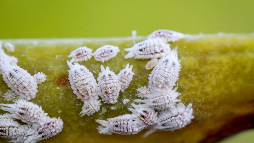 As cochonilhas são insetos sugadores de seiva, encontradas em variações de espécie com ou sem carapaça. (Foto: boedefeld1969/Adobe Stock)