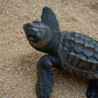 Ex-caçadores protegem tartarugas marinhas ameaçadas em Cabo Verde