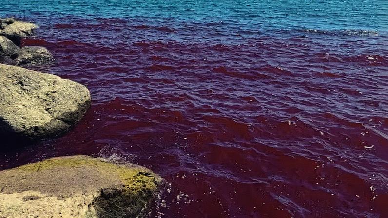 Algas da espécie Botryococcus braunii fizeram com que as águas ficassem vermelhas (Foto: Redes Sociais/Reprodução)