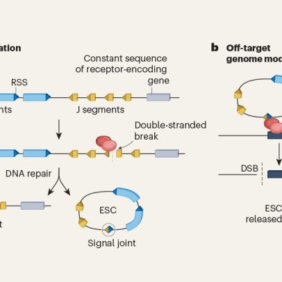 Níveis elevados de DNA circular nas células imunológicas aumentam risco de leucemia