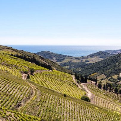 Descubra quinze vinhos do Roussillon por menos de 15 euros que você vai amar