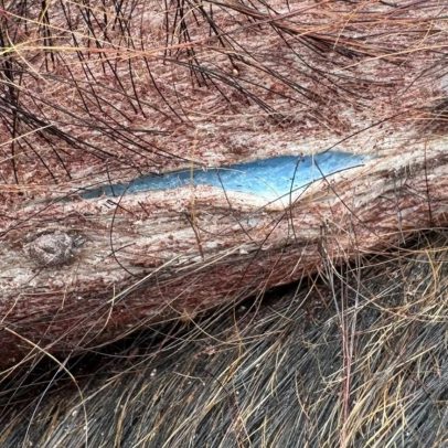Porcos selvagens com carne azul são encontrados nos EUA e geram preocupação ambiental