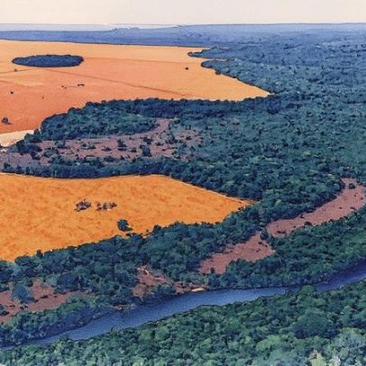 Proprietários rurais preservam vegetação nativa com apoio de ONG ambientalista