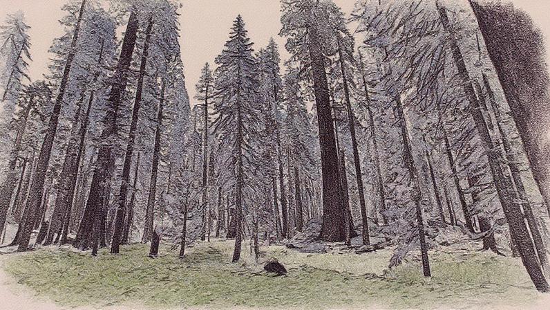 Parque Nacional da Sequoia (Foto: Education Images/Citizens of the Planet/Universal Images Group via Getty Images)