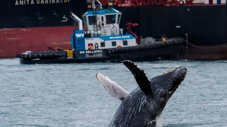 Cetáceo foi flagrado em área portuária; local possui protocolo para proteger animais e evitar acidentes. Crédito: Marcos Cará/Maremar