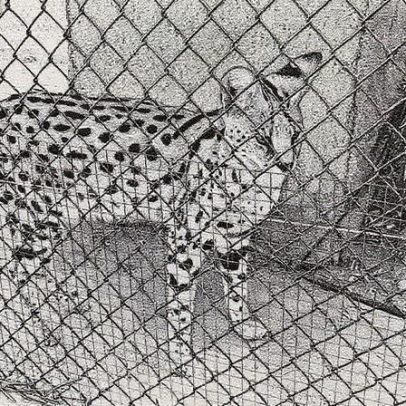 Zoológico clandestino em Castellón abriga leopardos, cebras e lêmures cata