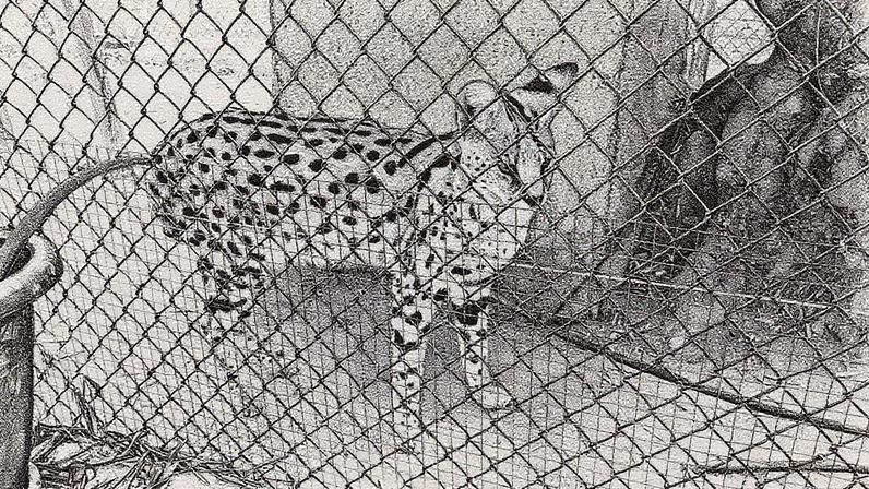 Animais apreendidos no zoológico clandestino de Nules, em Castellón. (Foto: Guardia Civil)