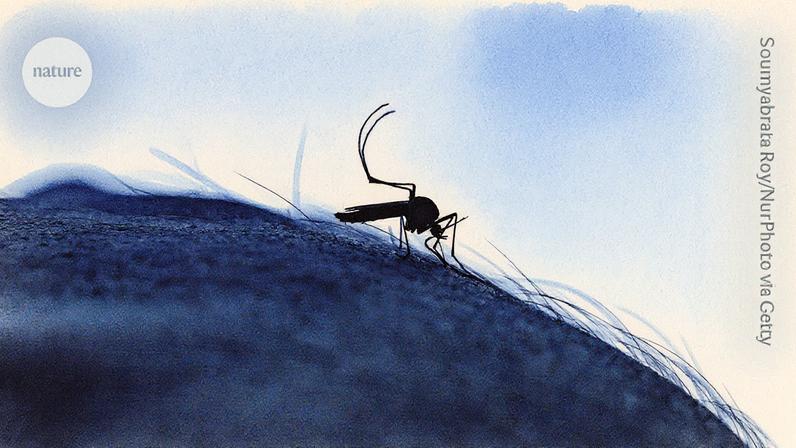 Os mosquitos Aedes, que espalham a dengue, prosperam em condições quentes. (Foto: Soumyabrata Roy/NurPhoto via Getty)
