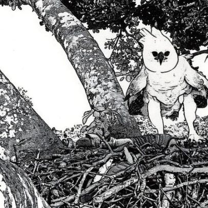 Águia harpía retorna ao México e alerta para a proteção da Selva Lacandona