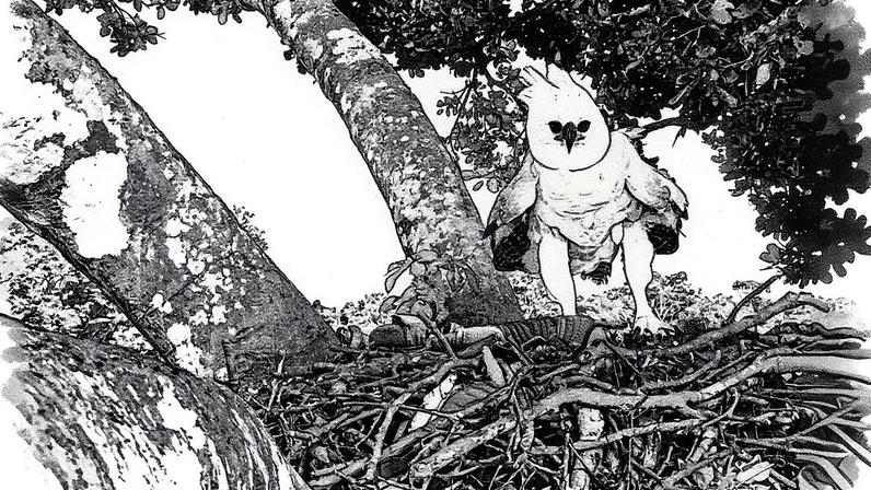 Filhote de Águia Harpía em ambiente natural na Venezuela (Foto: Reprodução)