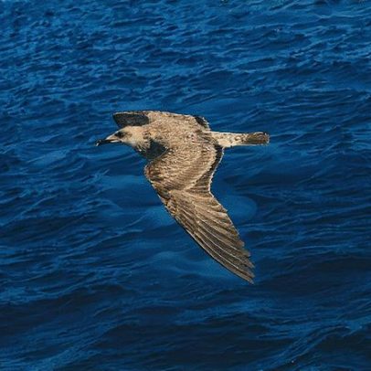 Aves marinhas defecam mais de cinco vezes por hora durante o voo, revela estudo