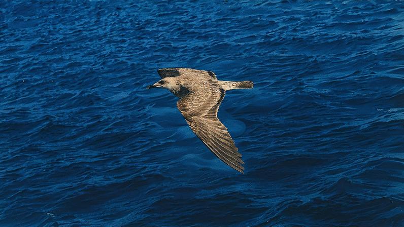 Ave marinha (Foto: Pexels)