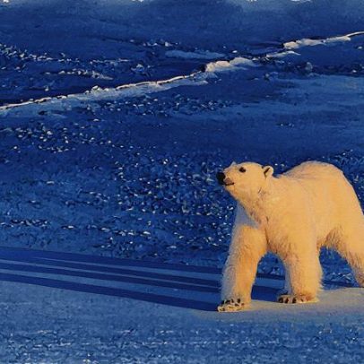 Gelo ártico derrete menos apesar de calor recorde, indicando possível recuperação