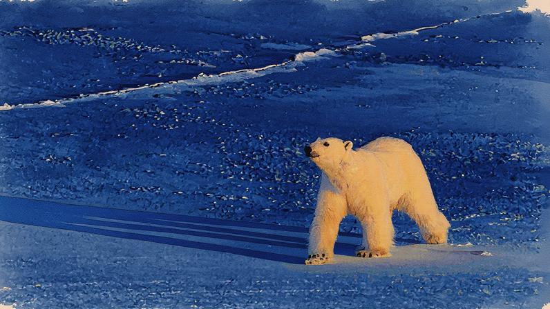 Urso polar caminha sobre o gelo marinho no arquipélago de Svalbard, na Noruega (Foto: Reprodução)